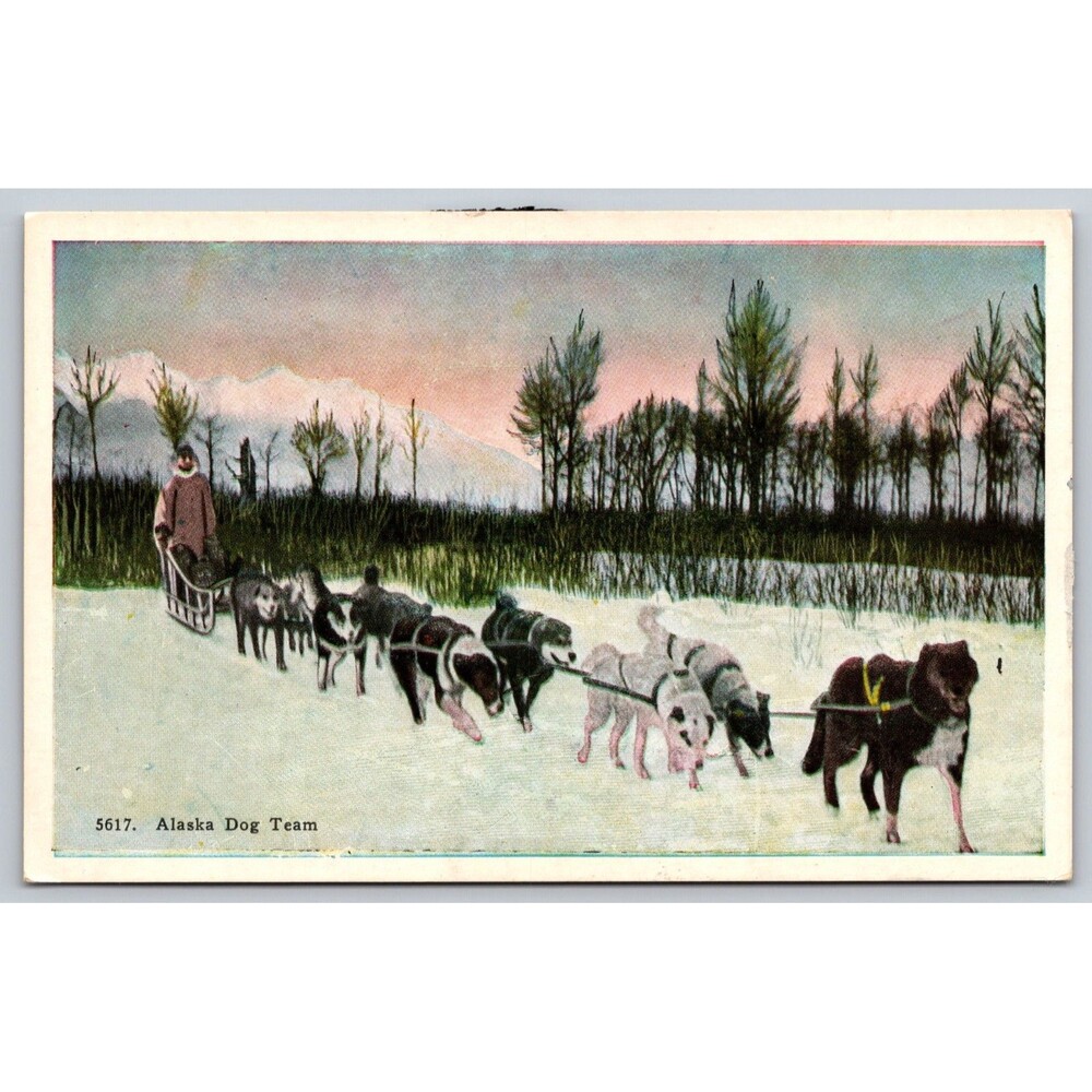 Vintage Alaska Dog Team Musher Sled Dogs Postcard H.H. Tammen Co 5617 Antique